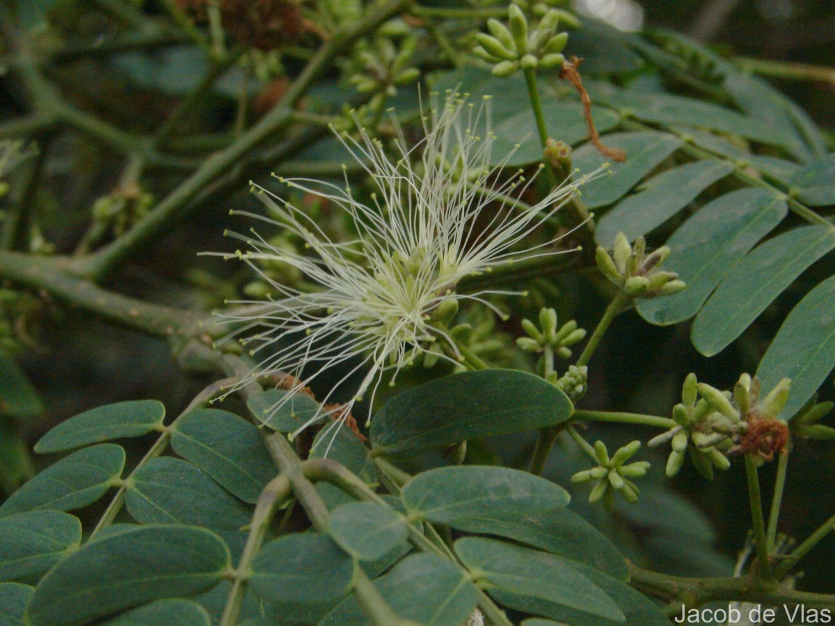 Albizia odoratissima (L.f.) Benth.